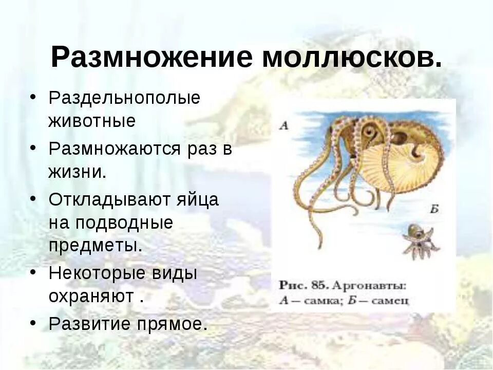 Класс головоногие моллюски размножение. Класс головоногие размножение. Головоногие моллюски слайд. Размножениеголовоногих м. Яйца головоногих.