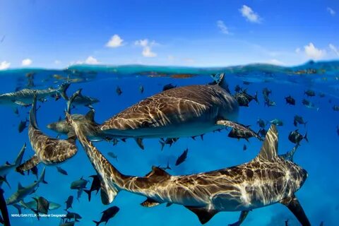 Marine wildlife