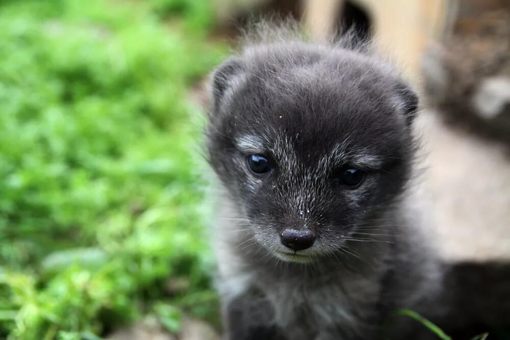голубой песец. голубой песец детеныши. лиса песец. белый шпиц альбинос. полярная лисица песец.