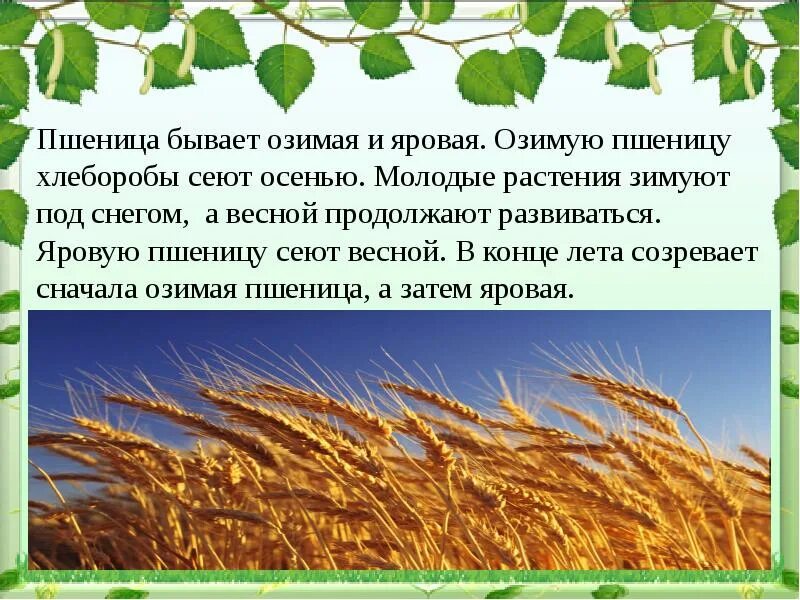 Реферат растениеводство. Пшеница культурное растение. сообщение о пшенице. полеводство зерновые культуры. презентация на тему растениеводство.