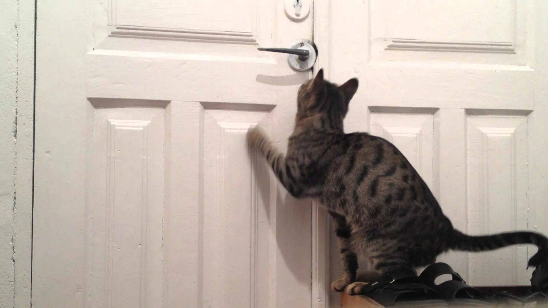 Закрыть кота
