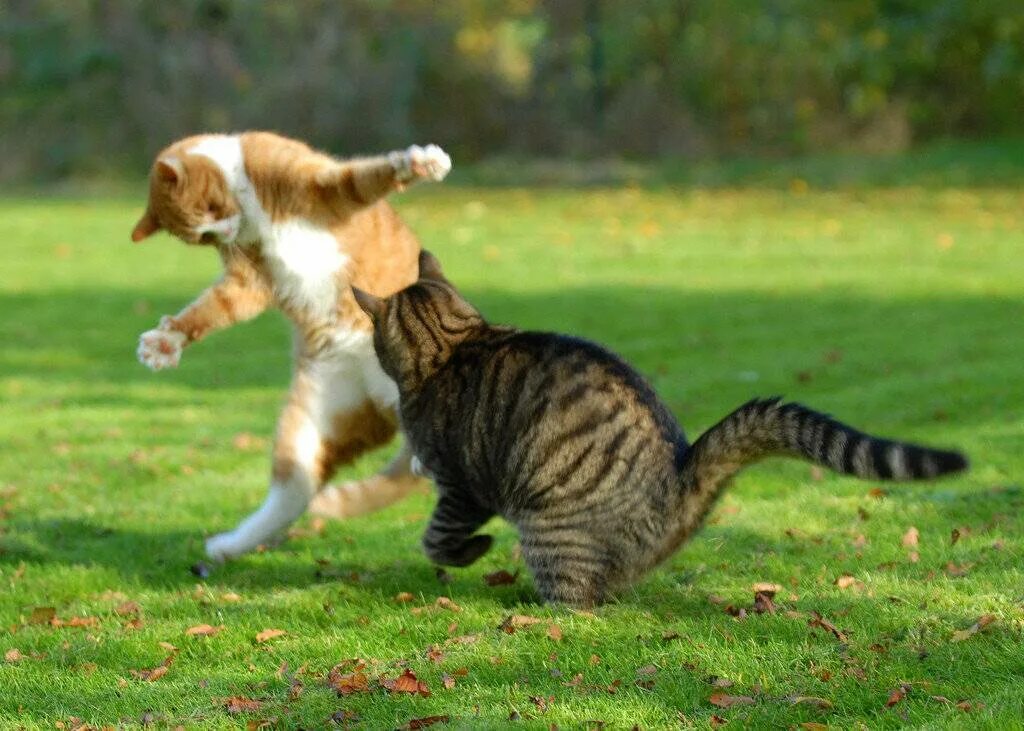 Два кота бегут. Коты дерутся. Драка котов. Драться. Котята дерутся.