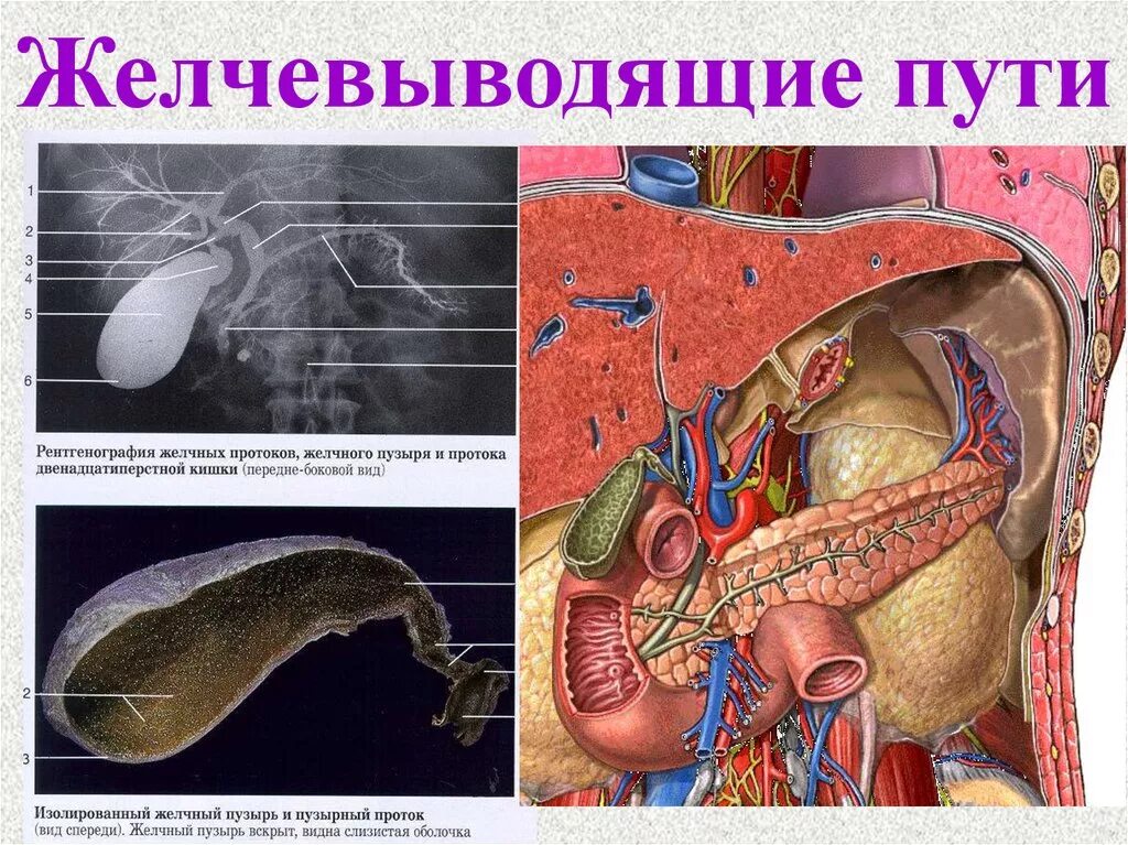 Внутрипеченочные желчные пути. Внепеченочный желчный проток. Анатомия внепеченочных желчных путей. Схема желчных путей.