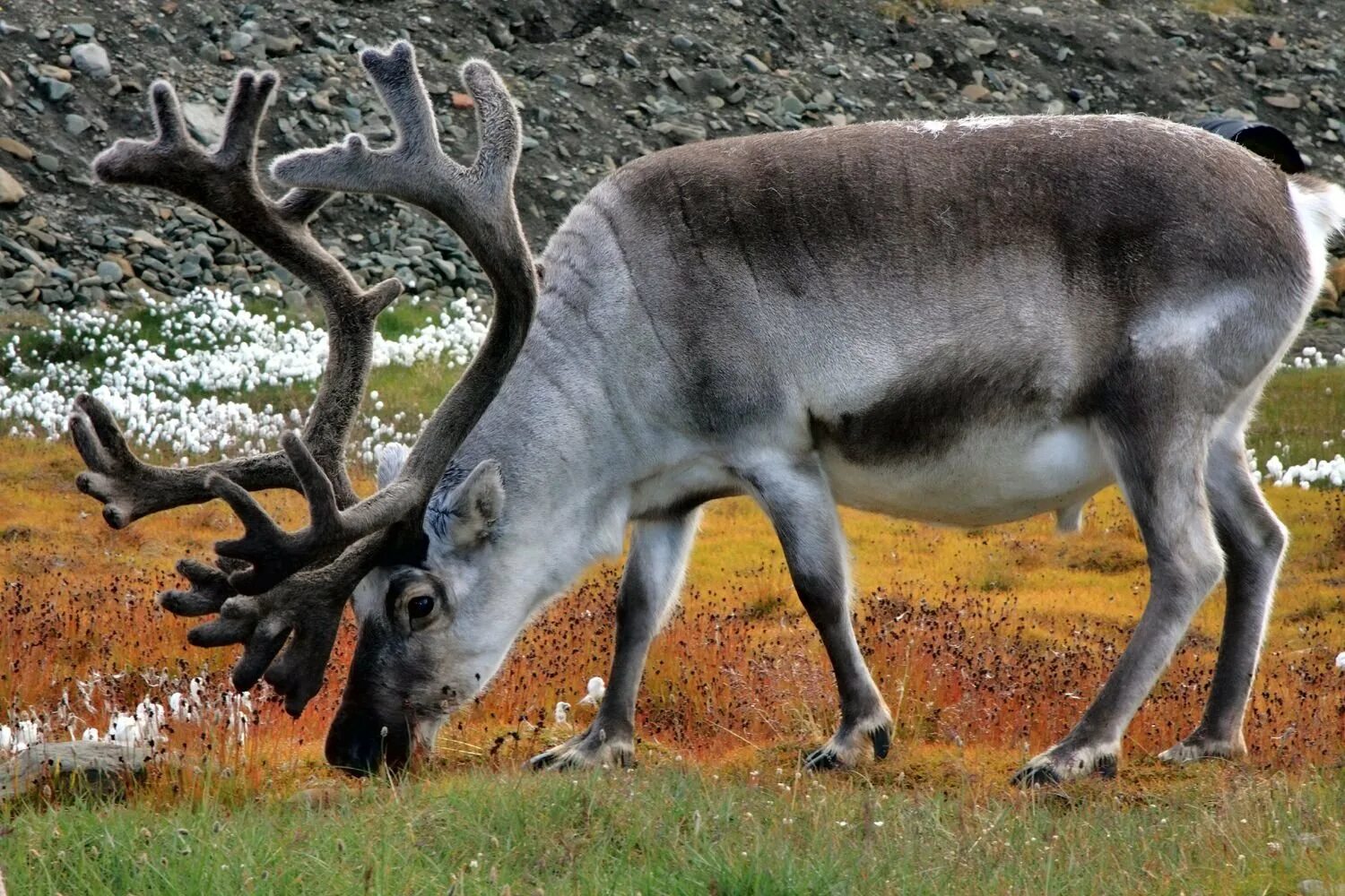 Северный олень (Rangifer tarandus). Северный олень в тундре. Северный олень Байкальский заповедник. Дикий Северный олень в тундре. Северный олень красная книга россии