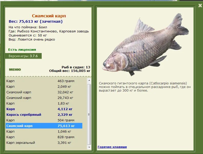 Минимальный размер щуки разрешенный. Таблица размеров допустимый пойманной рыбы. Размер вылавливаемой рыбы. Допустимый размер рыбы разрешенный. Какого размера можно ловить рыбу.