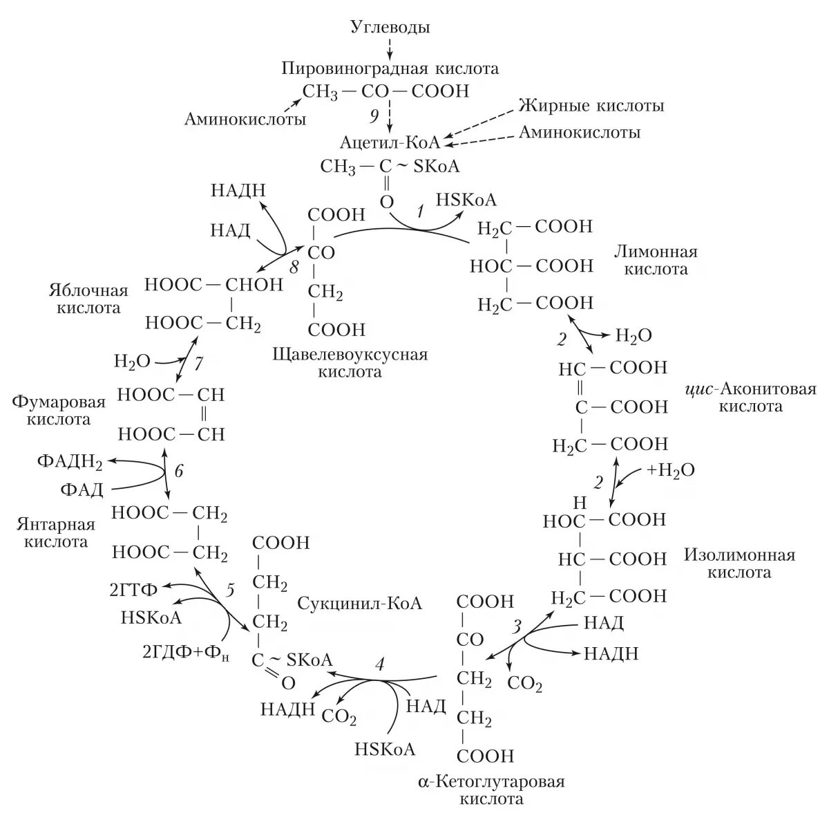 Цикл трикарбоновых кислот (ЦТК). Цикл трикарбоновых кислот цикл Кребса. Цикл трикарбоновых кислот биохимия. Реакции цикла трикарбоновых кислот (цикл Кребса). 3 реакция цикла кребса