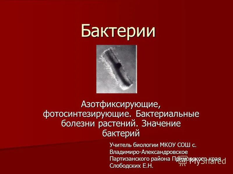 микрофлора рыбной продукции. микробиология рыбы и рыбных товаров. микробиология рыбы. микробиология рыбы. какие бактерии в рыбе.