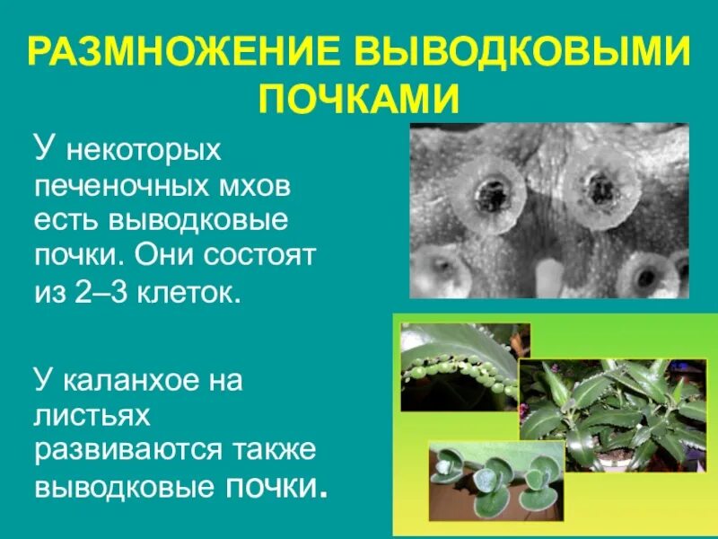 Как называется размножение почками. Размножение выводковыми почками. вегетативное размножение выводковыми почками. выводковые почки примеры. вегетативное размножение выводковыми почками на листьях.