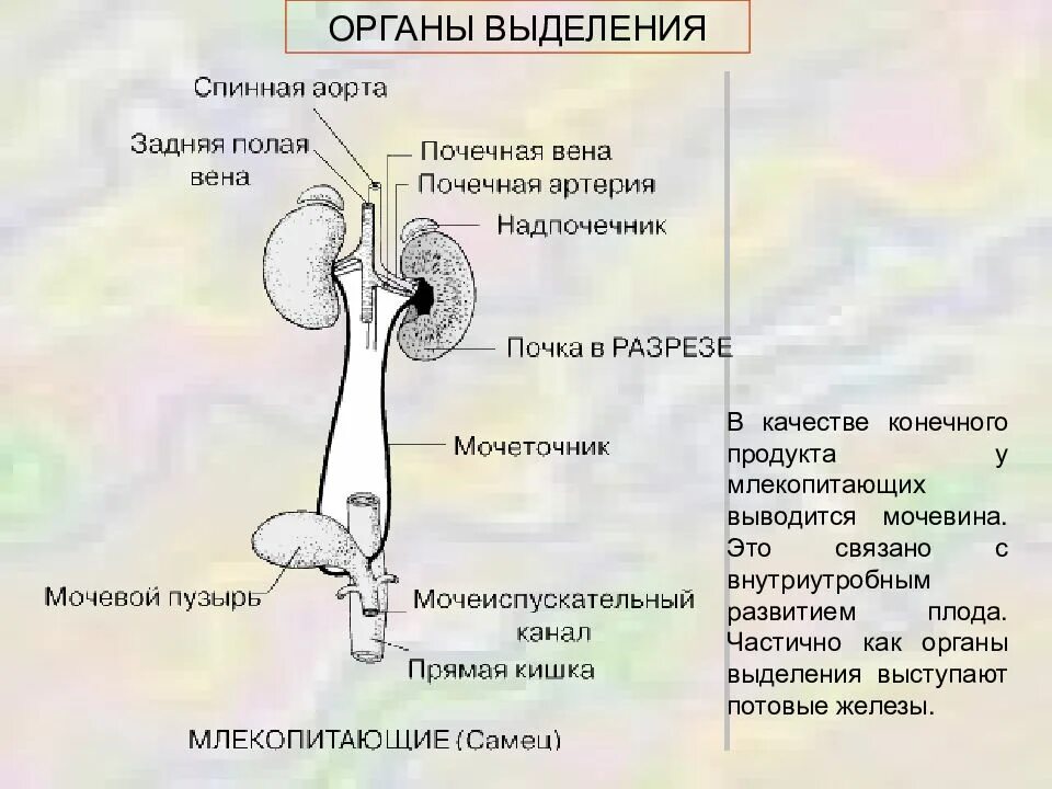 Через какие органы выделения. Млекопитающие строение органов выделения. Выделительная система человека. Выделительная система млекопитающих.