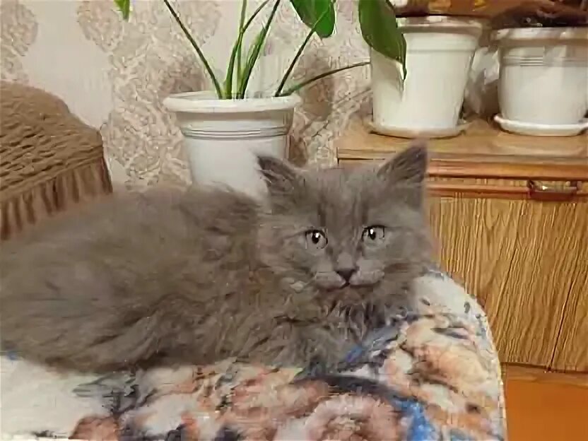 Котенок в добрые руки в гатчине