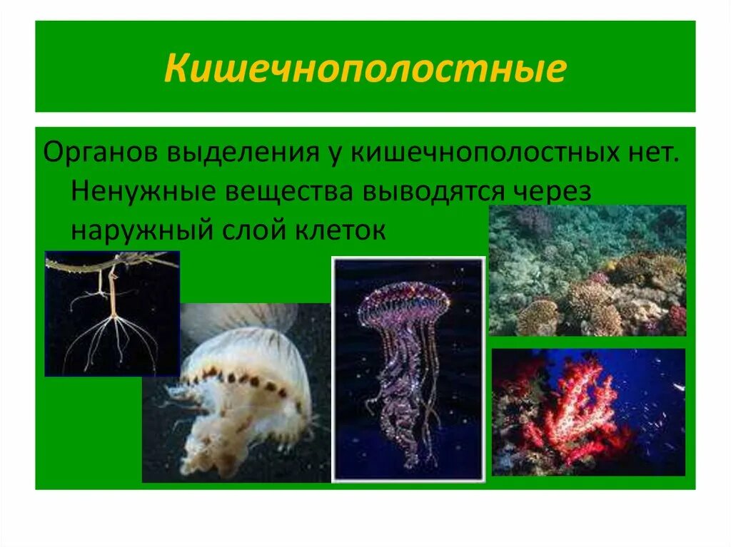 Какие черви кишечнополостные. Система органов кишечнополостных червей. Выделительная система кишечнополостных 7 класс. Тип Кишечнополостные выделительная система. Выделительная система кишечнополостных гидра.