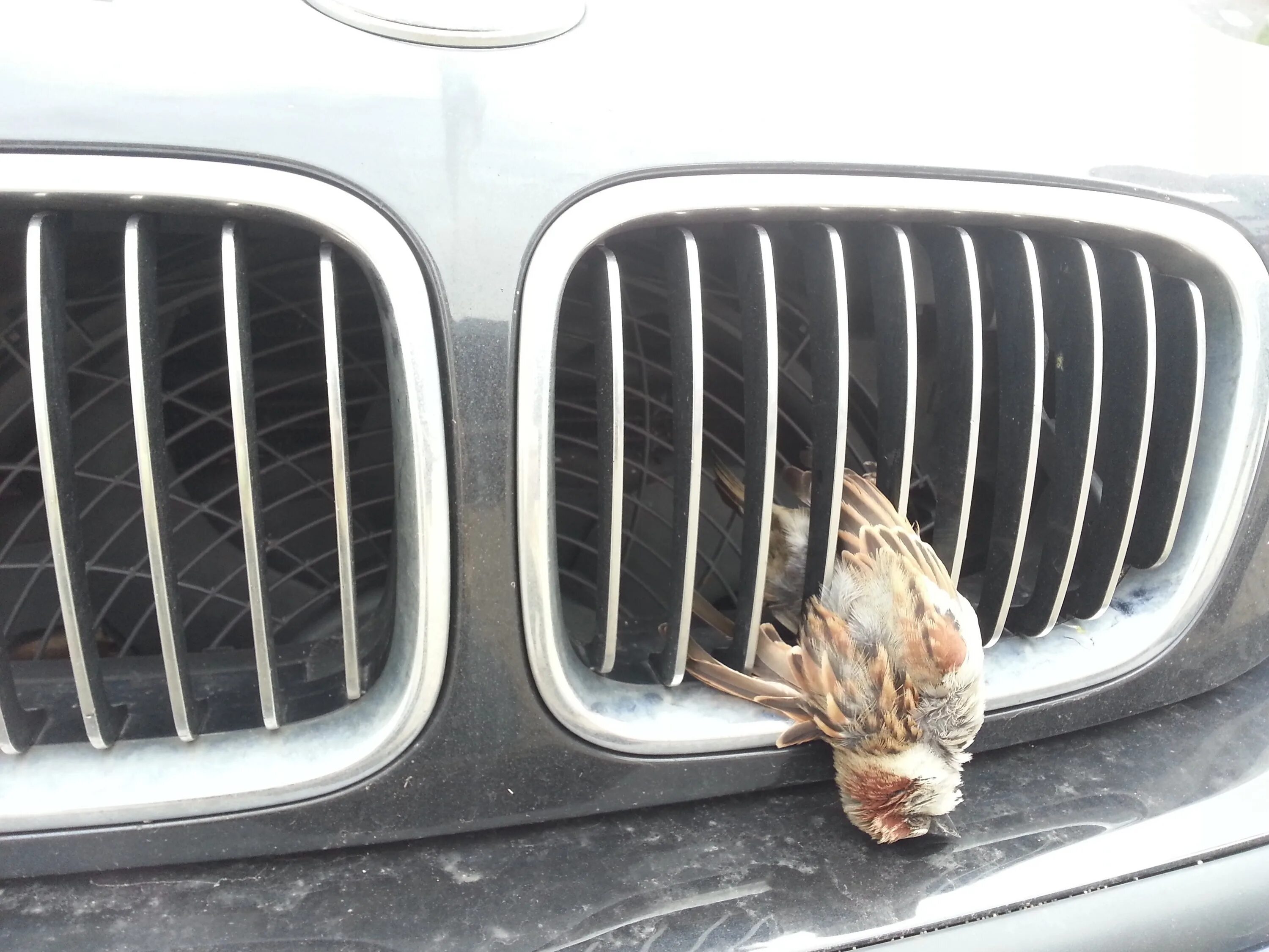 Машина bird. Авто с птичкой. Птица в решетке радиатора. Воробей на машине. Решетка на машину.