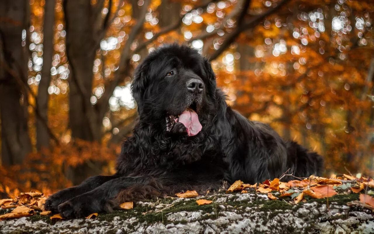 Большая черная собака. Ньюфаундленд. Ньюфаундленд (порода собак). Ньюфаундленд черный. Ньюфаундленд собака черный.