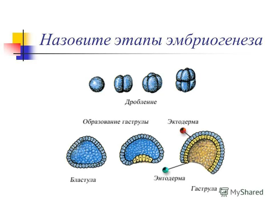 Эмбриогенез бластула. Стадии эмбриогенеза человека схема. Зигота морула бластула гаструла нейрула. Эмбриогенез морула.