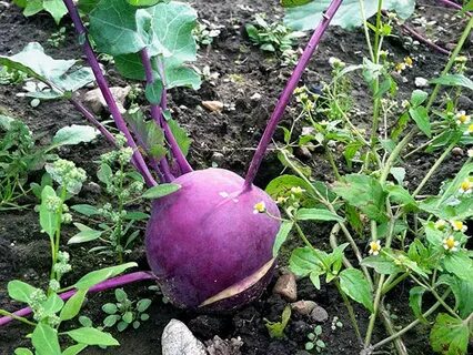 Как посадить капусту кольраби