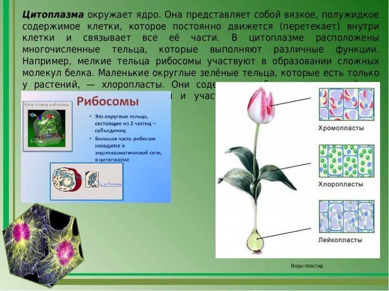 Вязкое содержимое клетки. Вязкое полужидкое содержимое клетки которое постоянно движется. как называется вязкое полужидкое содержимое животных клеток?. чистая линия это в биологии. чистая линия биология пример.