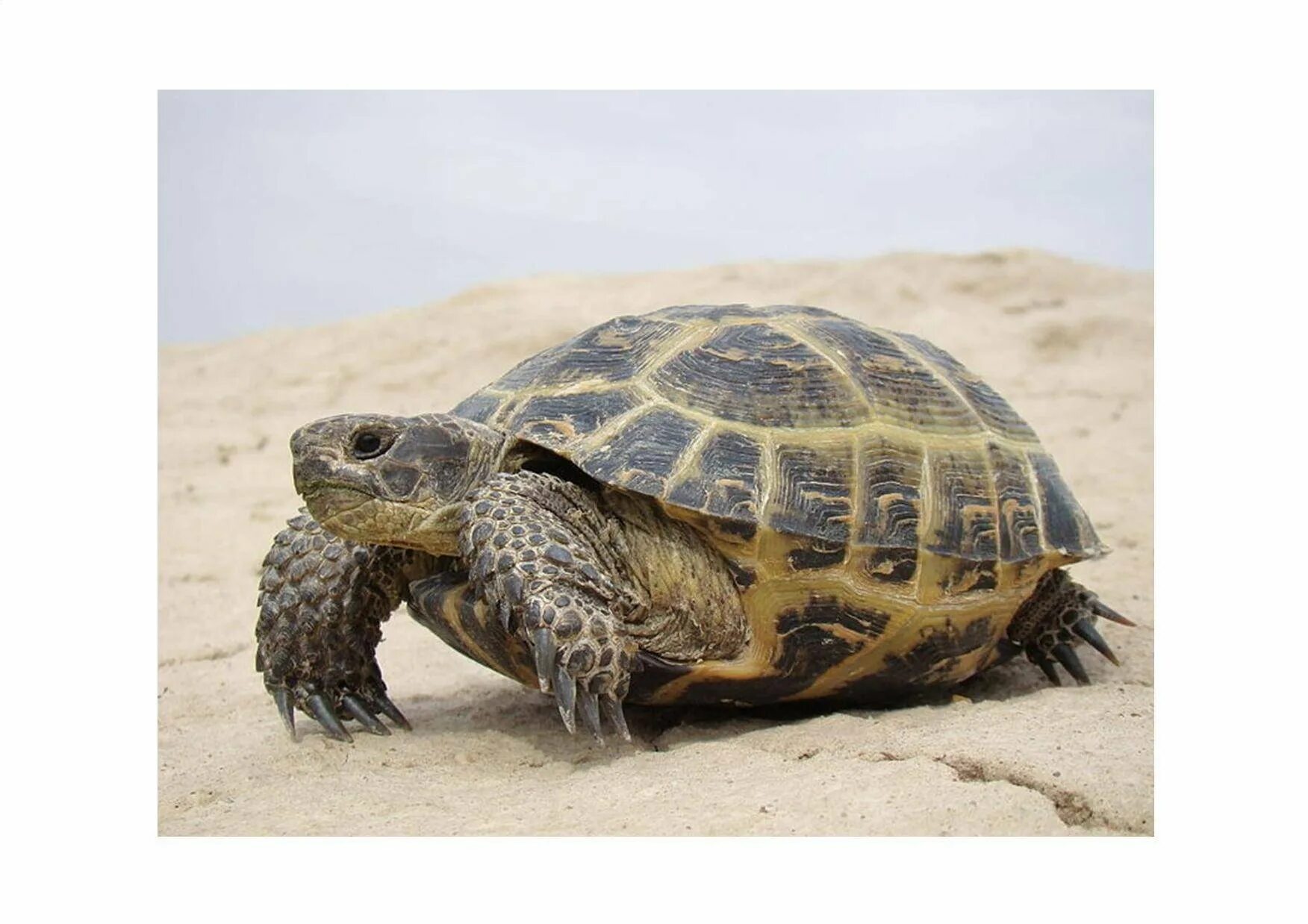 Черепаха без панциря бездомная. Средиземноморская сухопутная черепаха. Южноамериканская килевая черепаха. Наземные черепахи. Американские Сухопутные черепахи.