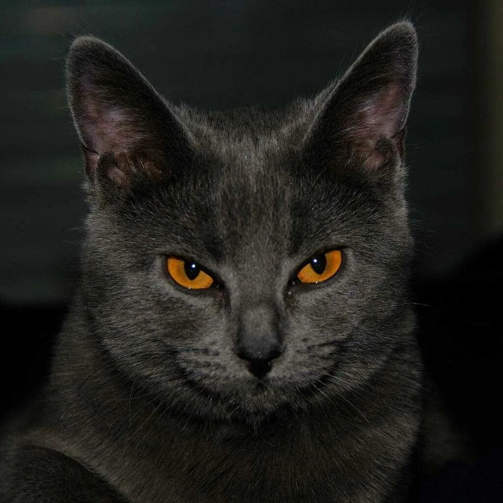 Кот с желтыми глазами порода. Картезианская кошка шартрез. Шартрез порода кошек. Французская порода кошек шартрез. Кошка британка шартрез.