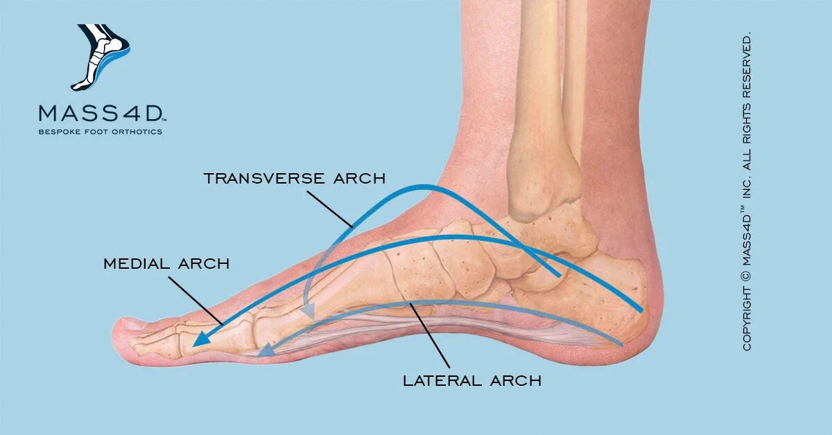 Arch feet. Longitudinal Arches of the feet. Medial plantar Arch. Medial longitudinal Arch.