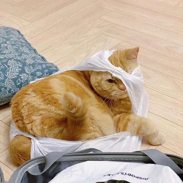 Кто проиграет тот лежит