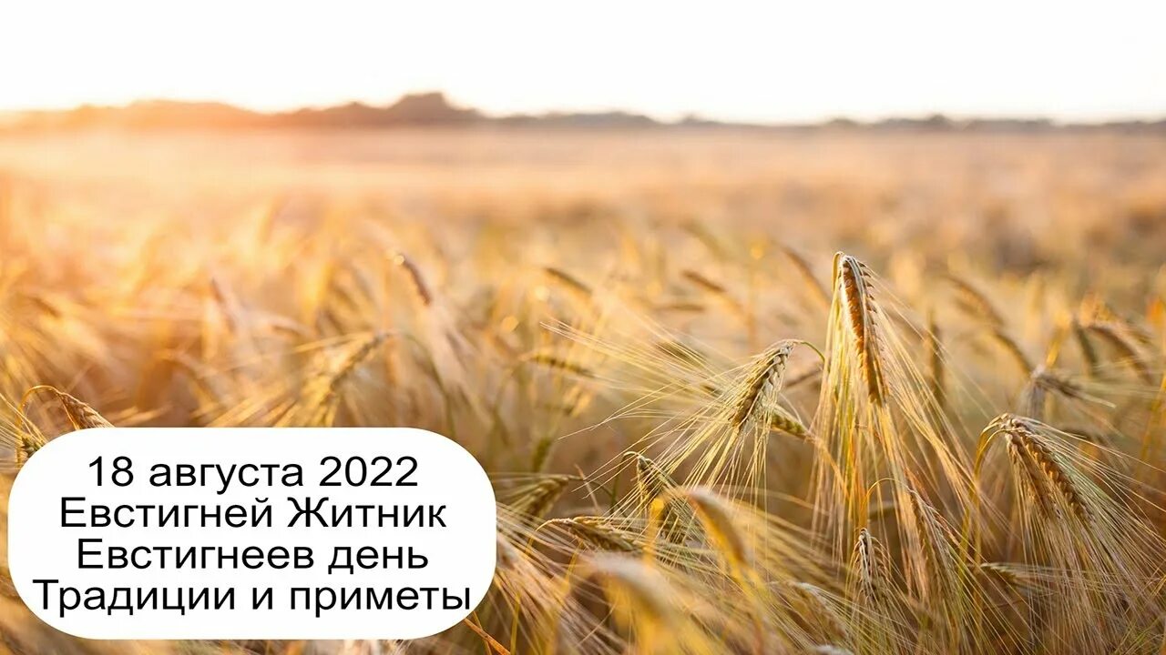 Приметы на 18 мая 2025. 18 августа. евстигней житник, приметы. евстигней житник. евстигней житник 18 августа. евстигней житник 18 августа картинки.