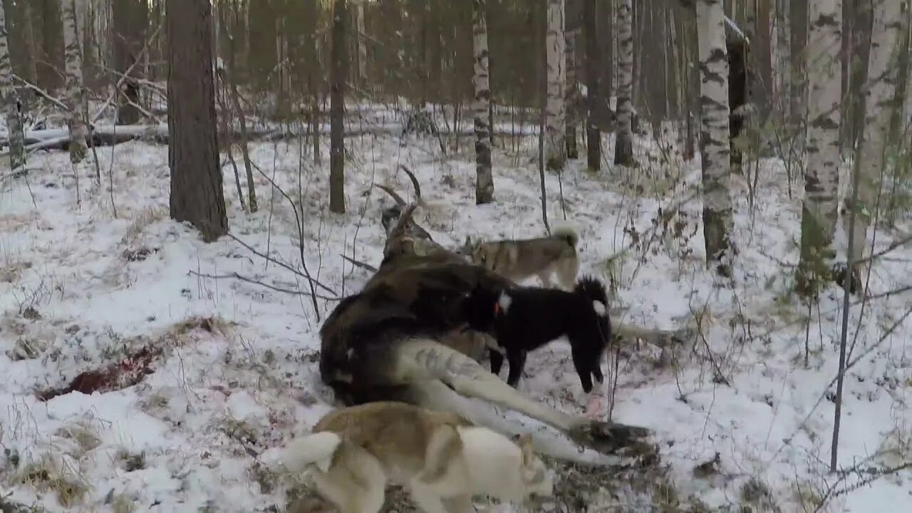 В поисках лося. Охота с лайкой на лося в Кировской области. Охота с лайками на лося в Сибири. Лайка русско европейская охота Лось. Охота на медведя с лайками в тайге Южного Урала.