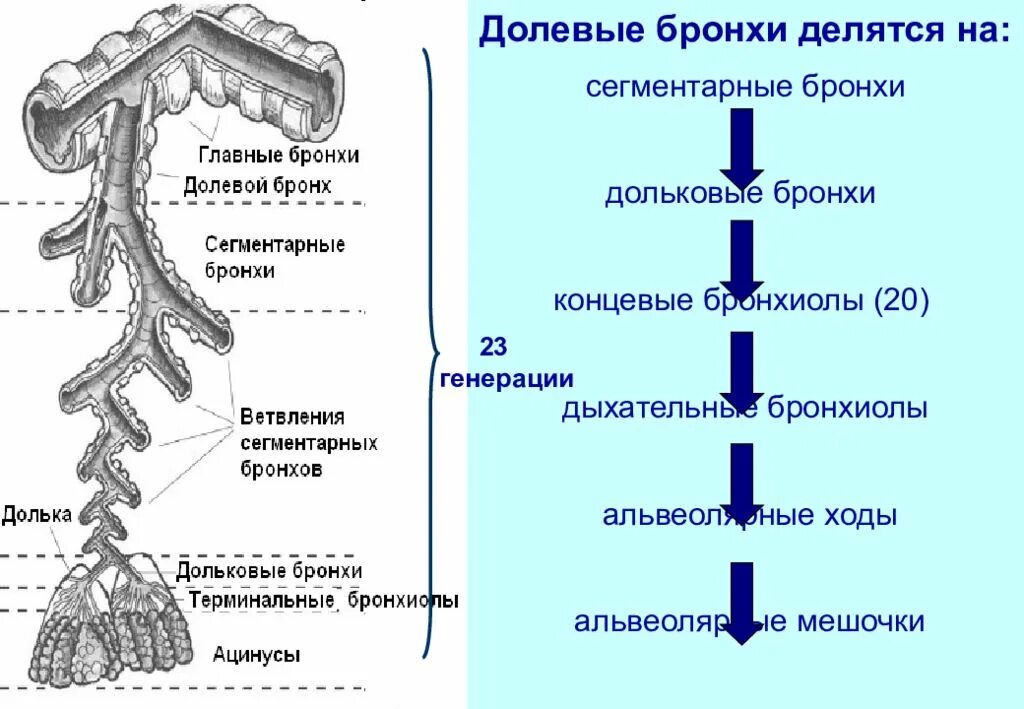 Дольковый бронх. Бронхиальное дерево сегментарные бронхи. бронхиальное дерево и альвеолярное дерево. терминальные бронхиолы строение. степень деления бронхов.