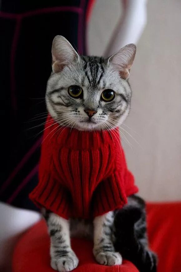 Милые котята с одеждой. Одежда для кошек. котик в свитере. милые коты в одежде. свитер для кошки.