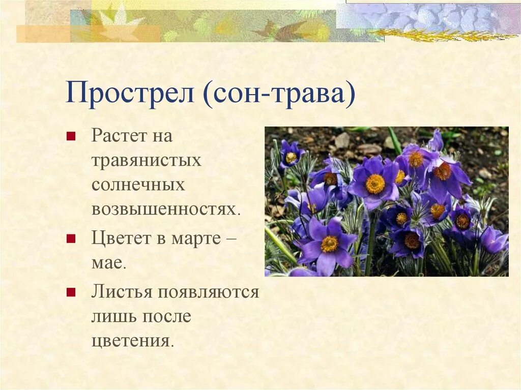 Растения внесенные в красную книгу алтайского края. Краснокнижные растения алтайского края. растения алтайского края занесенные в красную книгу. растения красной книги алтая сон трава. растения красной книги алтайского кра.