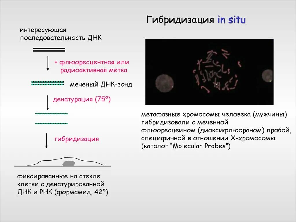 Днк зонд. Гибридизация ДНК. Гибридизация ДНК И РНК. Зонд ДНК меченная радиоактивным. ДНК гибридизация микробиология.