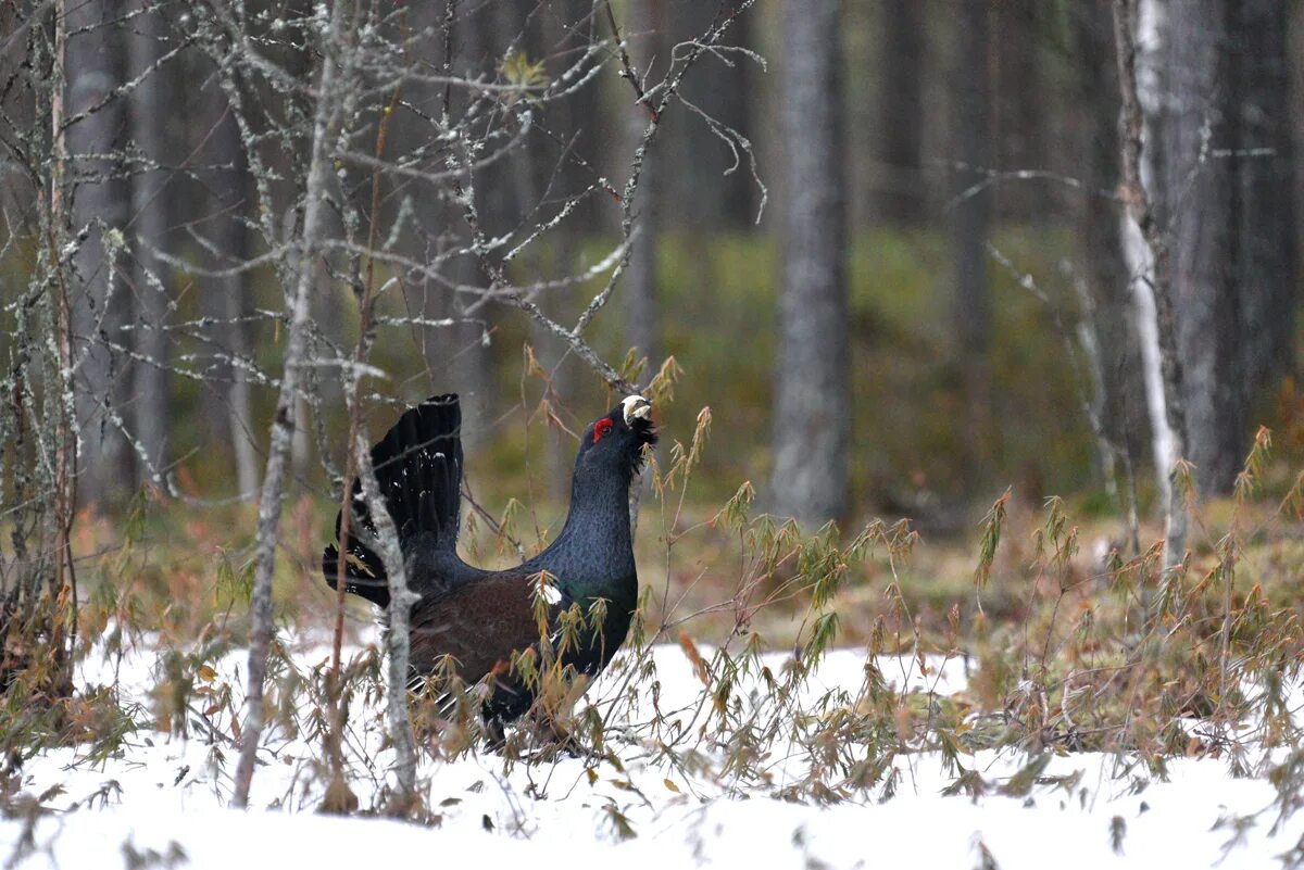 Токующий Глухарь Сосногорск. Глухарь (Tetrao urogallus). Обыкновенный Глухарь. Ильменский заповедник Глухарь. Токование глухарей