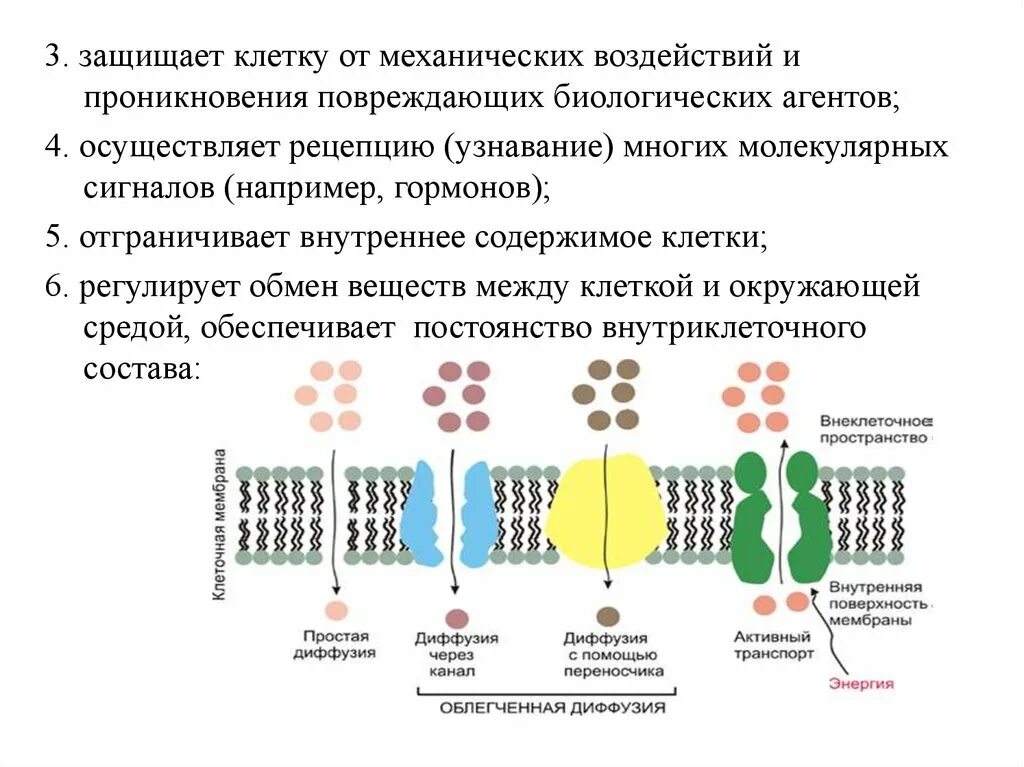 Между клетками есть. Поверхностный аппарат клетки. Обеспечивает узнавание и формирование контактов между клетками. Клетка защита клетки. Повреждения биологических молекул.