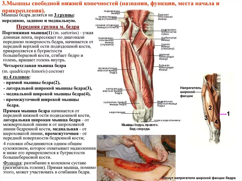 Функции нижних конечностей. Поверхностные мышцы нижней конечности спереди. Строение мышц бедра спереди. Мышцы свободной нижней конечности функции. Мышцы нижней конечности топография функции.