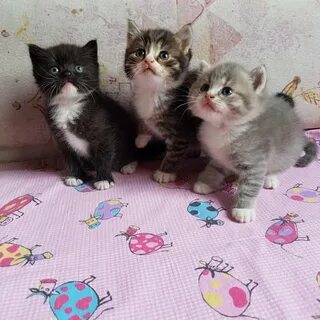 Котята за 1 рубль