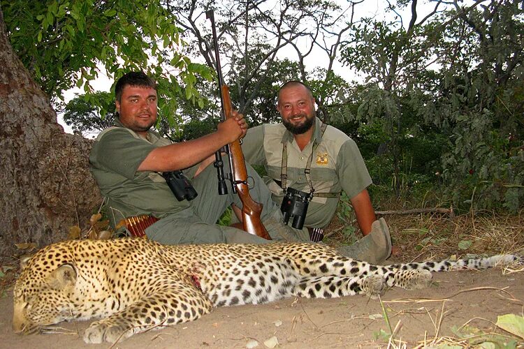 трофейный леопард. леопард трофей. охотники на леопарда. сафари охота леопарда. популяция леопардов в африке.
