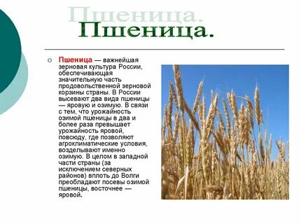 История зерновых культур