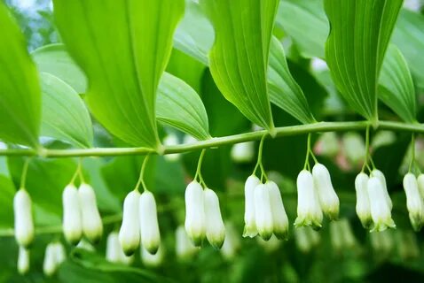 White bell