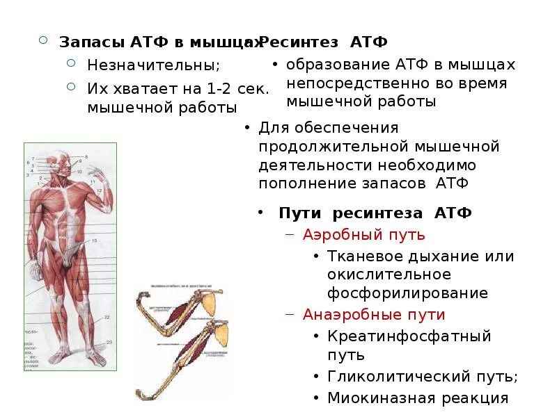Источники АТФ В мышце. Мышечная деятельность. Процессы ресинтеза АТФ при мышечной работе. Пути ресинтеза АТФ В мышцах.