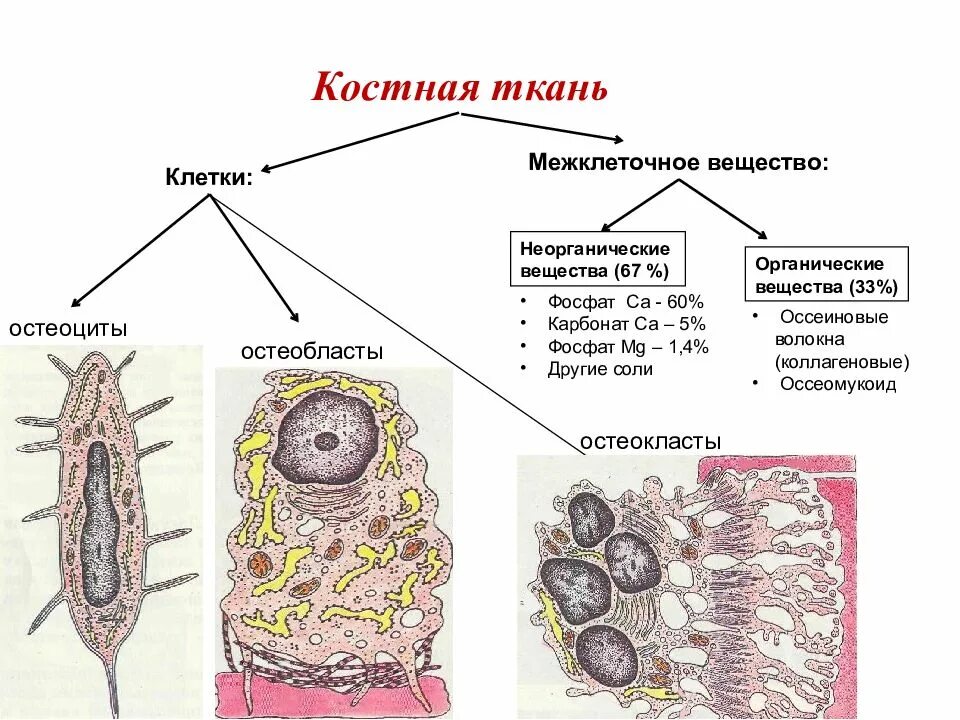 Клетки тканей остеокласты. Клетки костной ткани остеоциты остеобласты остеокласты. диффероны клеток костной ткани.