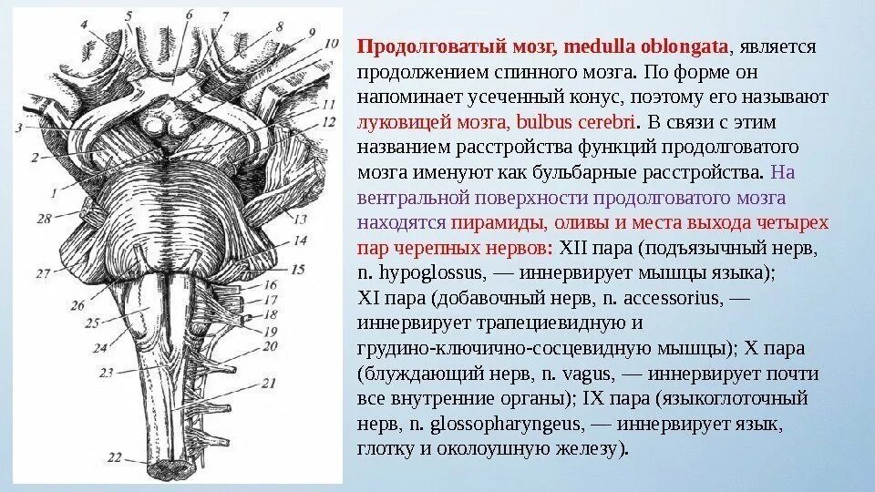 Продолговатый мозг размеры. Вентральная поверхность продолговатого мозга схема. Вентральная поверхность ствола головного мозга. Продолговатый мозг анатомия дорсальная поверхность. Продолговатый мозг вентральная поверхность дорсальная поверхность.