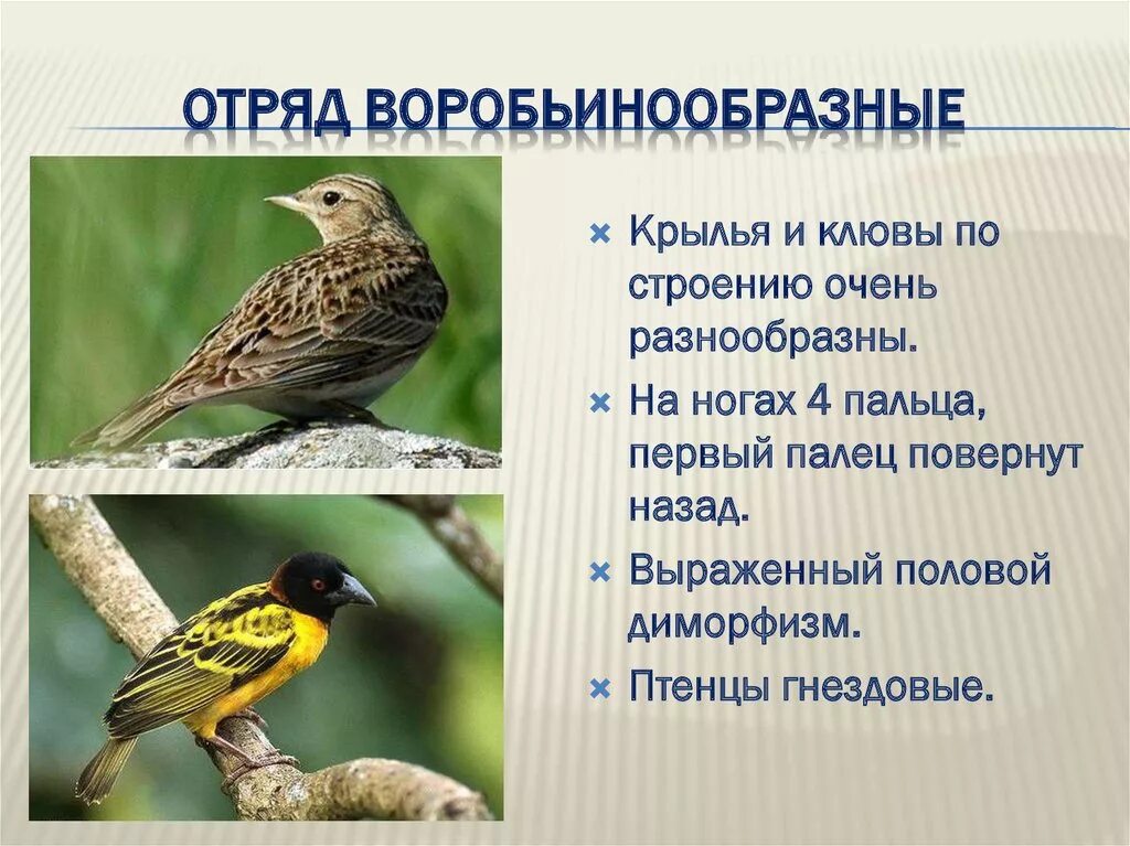 Признаки птиц 7 класс. Отряд Воробьинообразные особенности строения. Особенности строения отряда Воробьеобразные. Отряд Воробьинообразные характерные признаки. Отряд Воробьинообразные краткая характеристика.