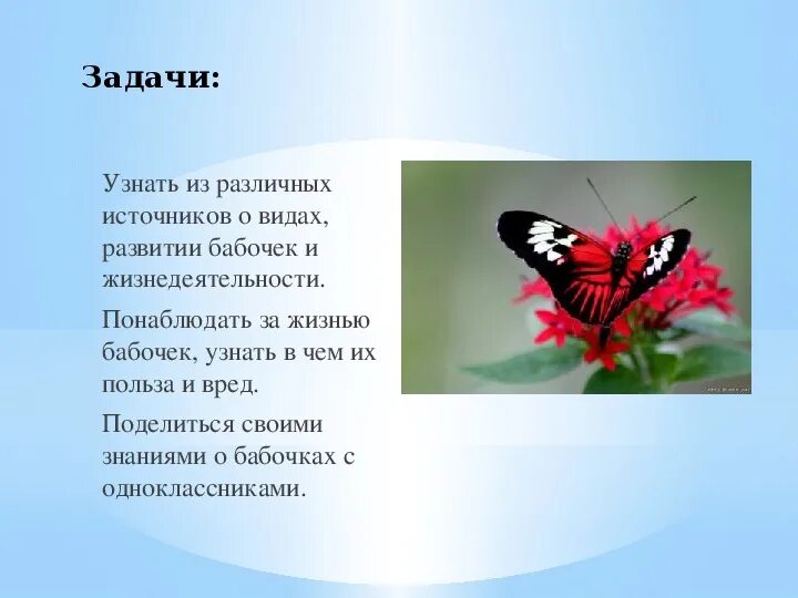 Цветок бабочка рассказ. Проект про бабочек. Доклад про бабочку. Стихотворение про бабочку. Бабочки для презентации.