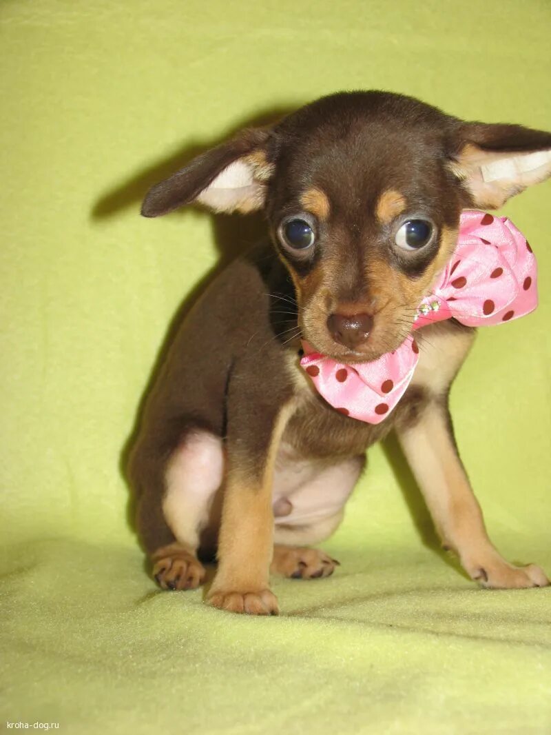 щенки мини той терьера. русский той-терьер короткошерстный. мини той терьер. той терьер мини ростов. мини той терьер взрослый.