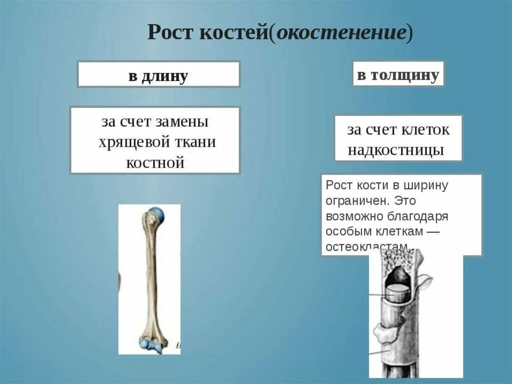 Почему кости растут. Как осуществляется рост кости в длину и толщину. Рост трубчатой кости в толщину обеспечивает. Рост трубчатых костей в длину и толщину. Рост трубчатых костей в длину осуществляется за счет.