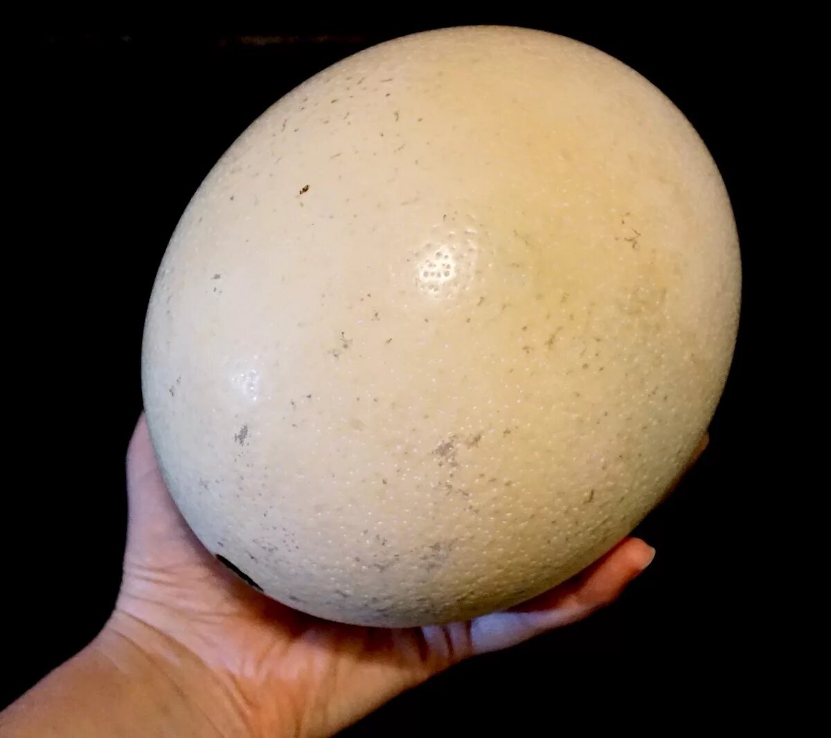 В страусином яйце куриных. Крашеное страусиное яйцо. Страусиное яйцо и куриное. Страусиное яйцо размер. Яйцо страуса в руке.