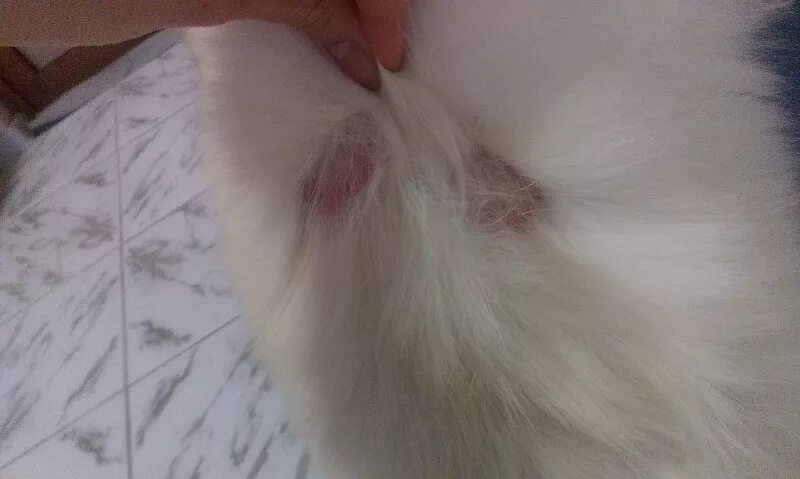 У кошки выпадает шерсть что делать. Милиарный дерматит у котов. у кота выпадает шерсть клочками. красные пятна на коже у кошки. у собаки выпадает шерстб кругами.