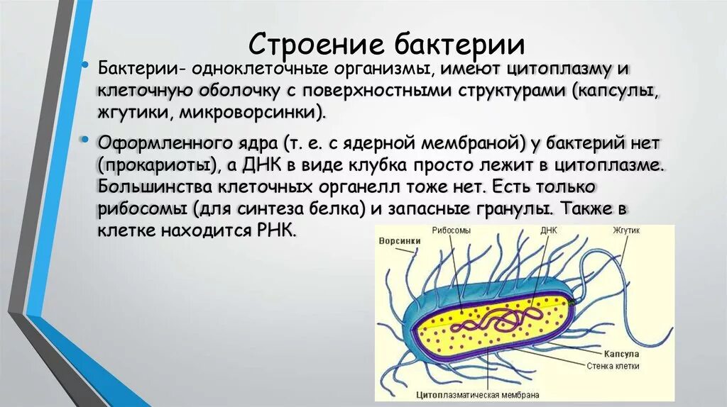 Вывод о разнообразии форм тела бактерий. Бактерии, их строение 5 класс биология. Особенности строения клеток бактерий 5 класс. Формы бактериальной клетки жгутики. Строение и формы бактерии 5 класс биология.