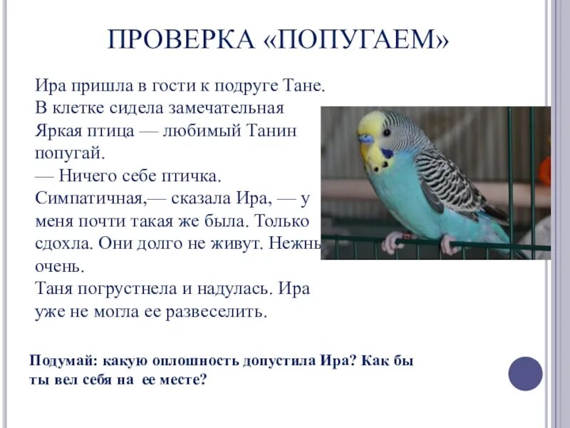 Рассказ о попугае. Скороговорка попугай говорит попугаю. Загадка про попугая 1 класс. Говорит попугай попугаю. Попугай попугаю скороговорка