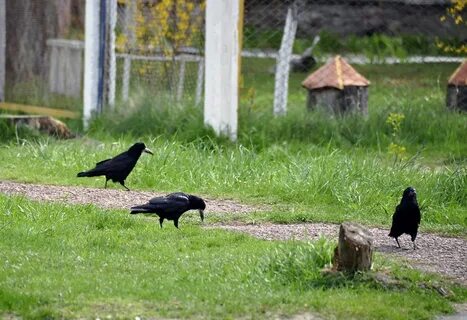 Погода грачи дубынка