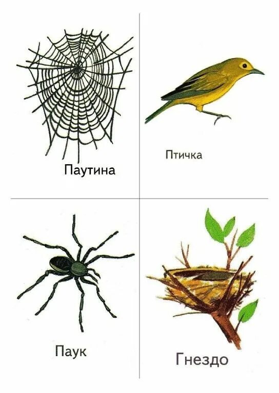 Прогулка где чей дом. Игра чей домик насекомые. насекомые и их дома для дошкольников. кто где живет насекомые. жилища насекомых для дошкольников.